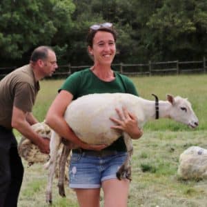Tonte des moutons