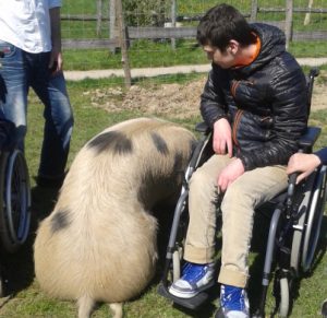 mediation animale